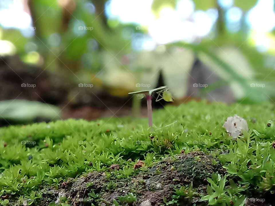 Smallest Plants And Small Animal