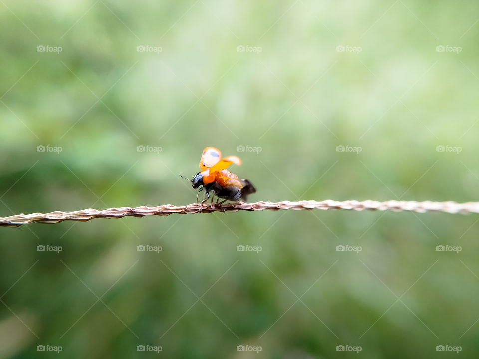 lady bug ready to fly.