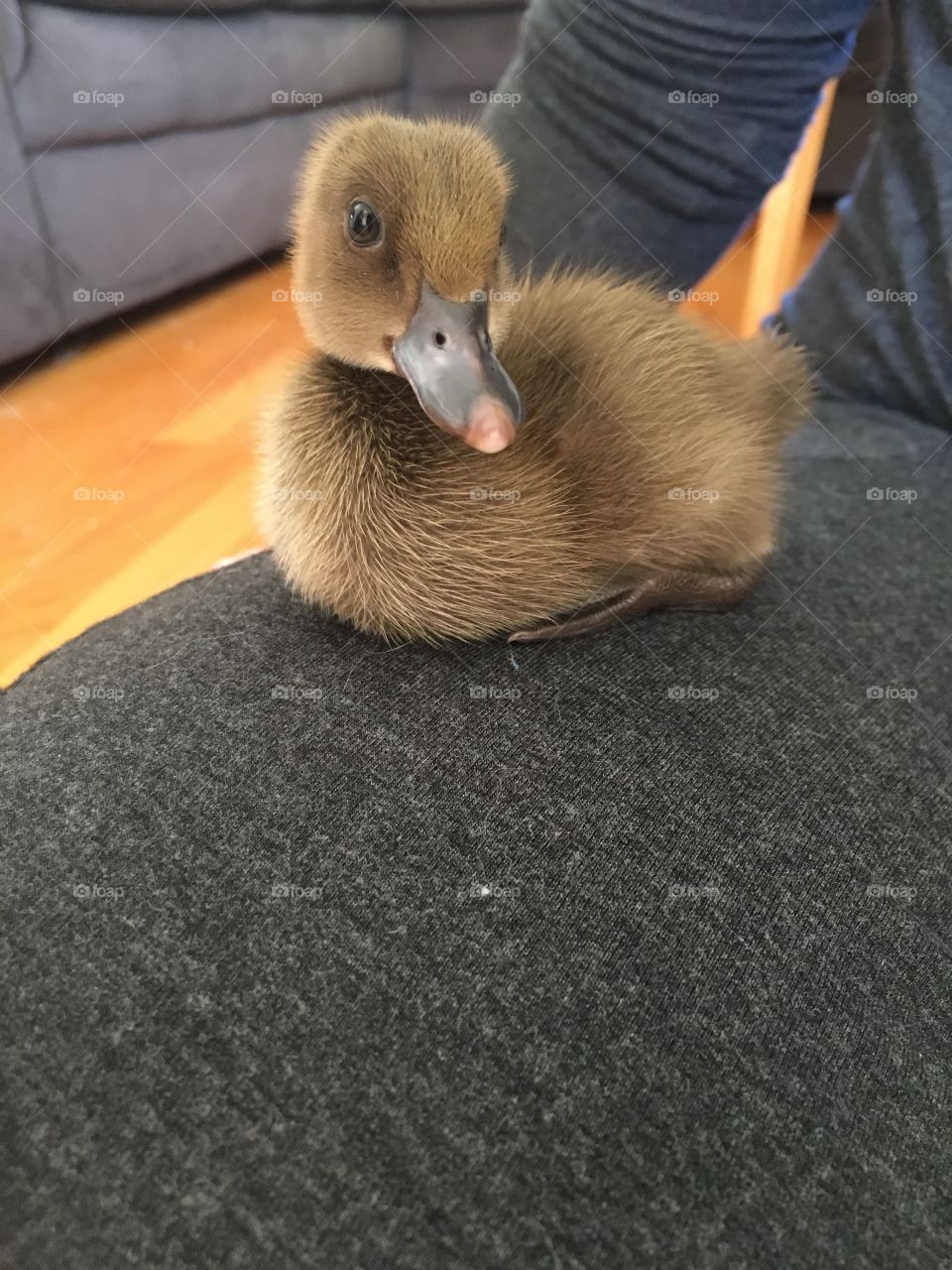Duck