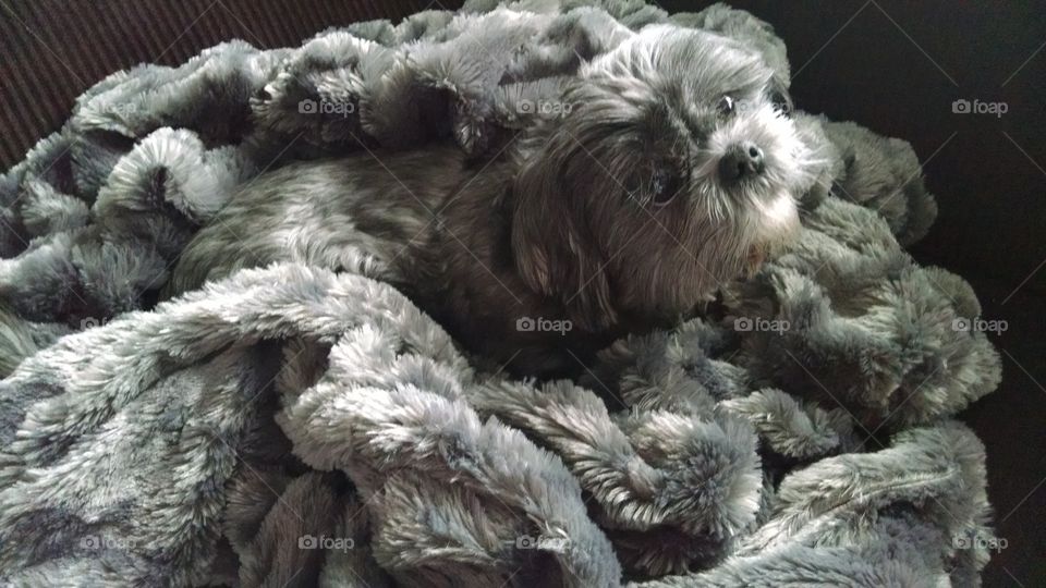 Sassy Shih Tzu Hiding