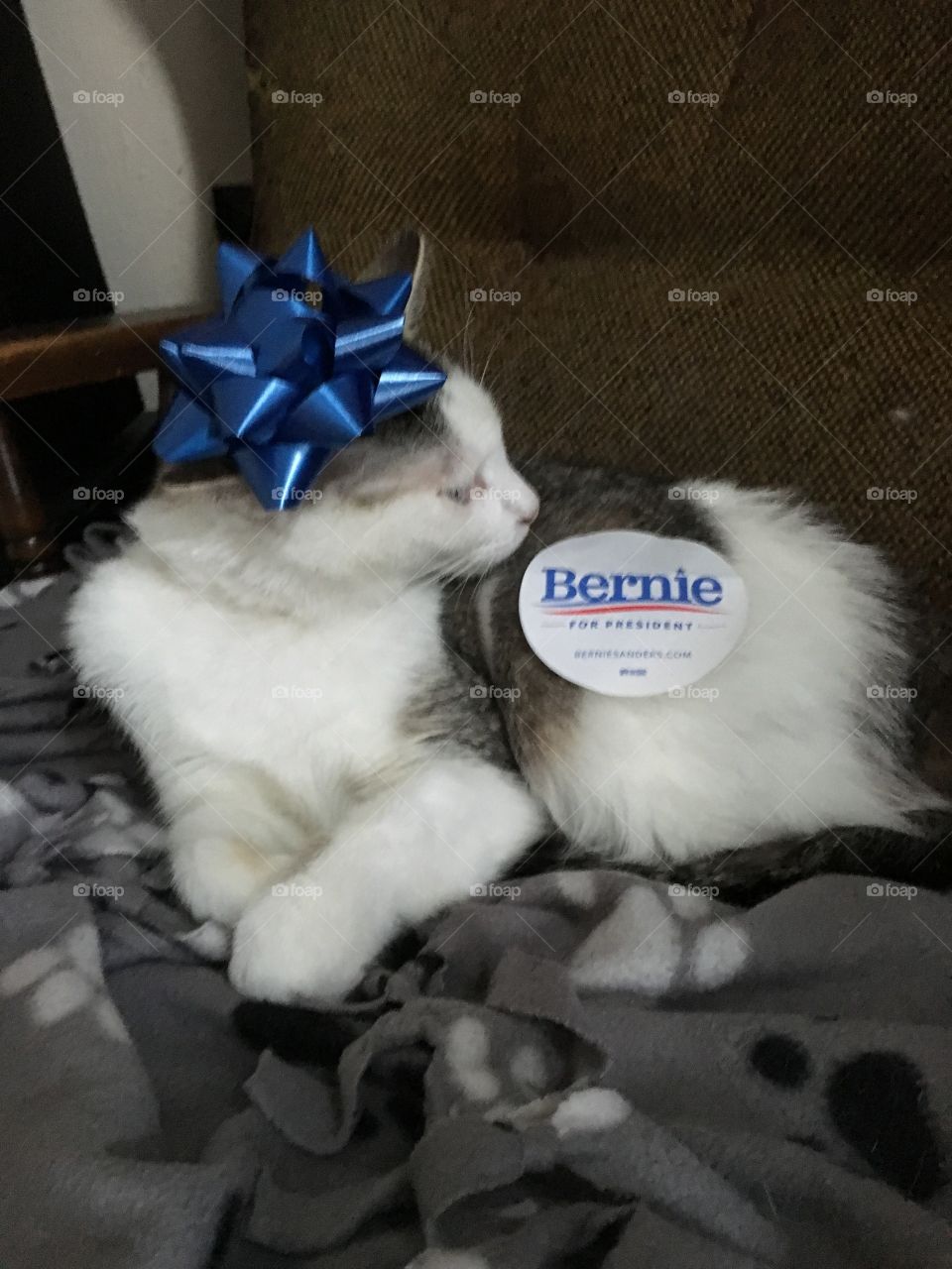 arya wants YOU to vote for bernie