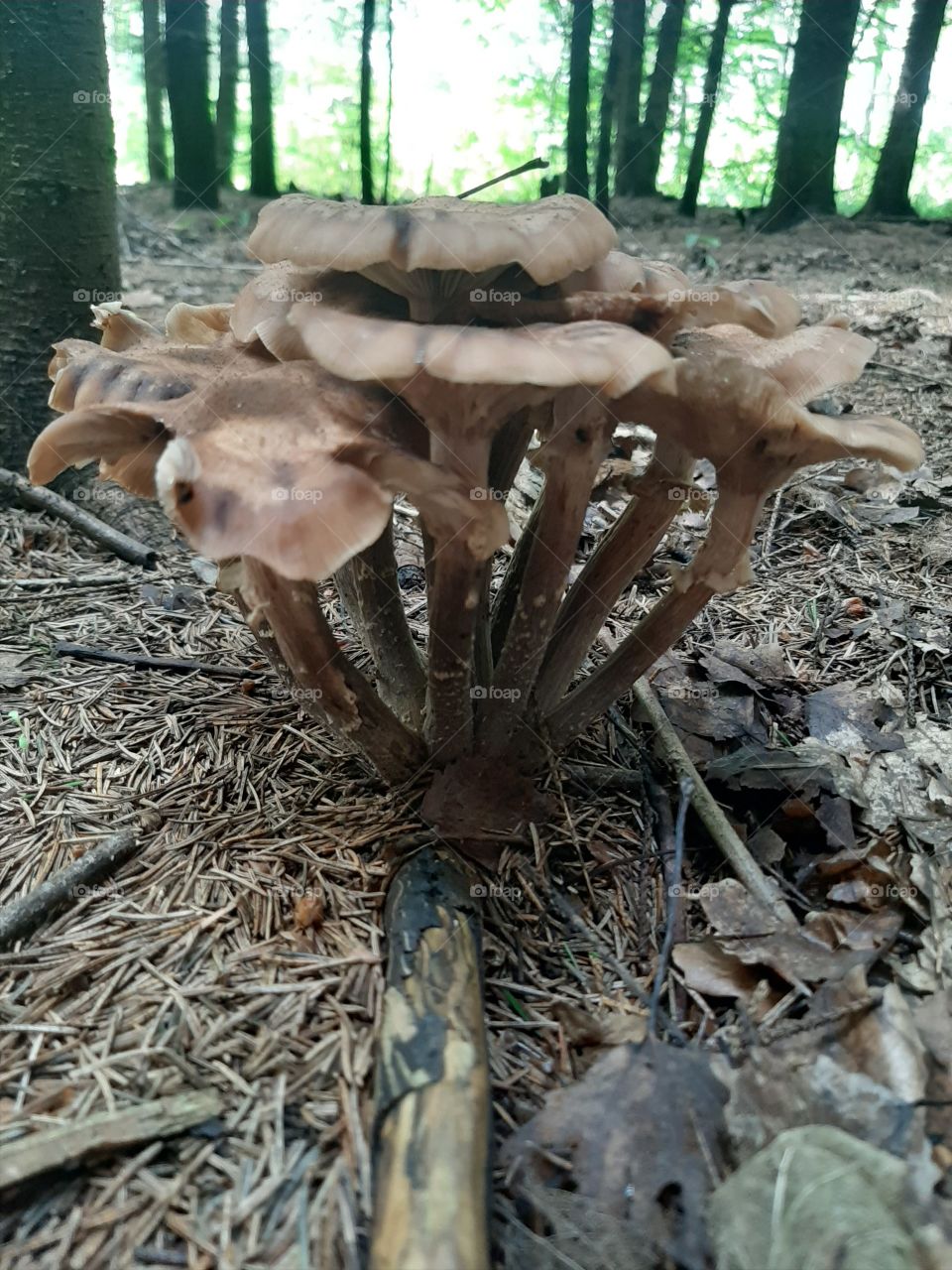 Поганки.,  но  всё  же грибы!