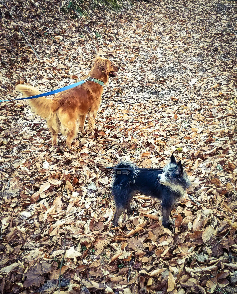 Taking the dogs for a walk in the park on a beautiful fall day.