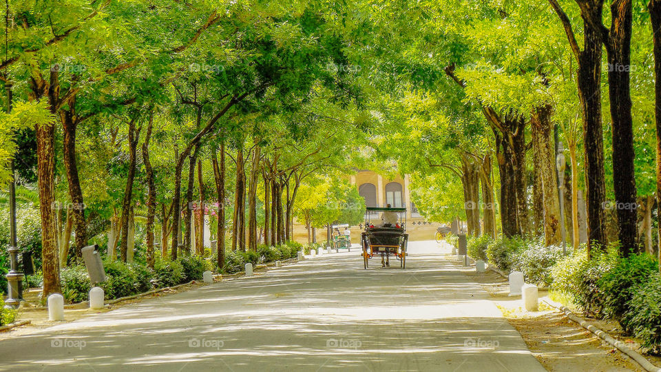 Tree-lined shady path with a horse & buggy ahead taken in a park in Seville, Spain