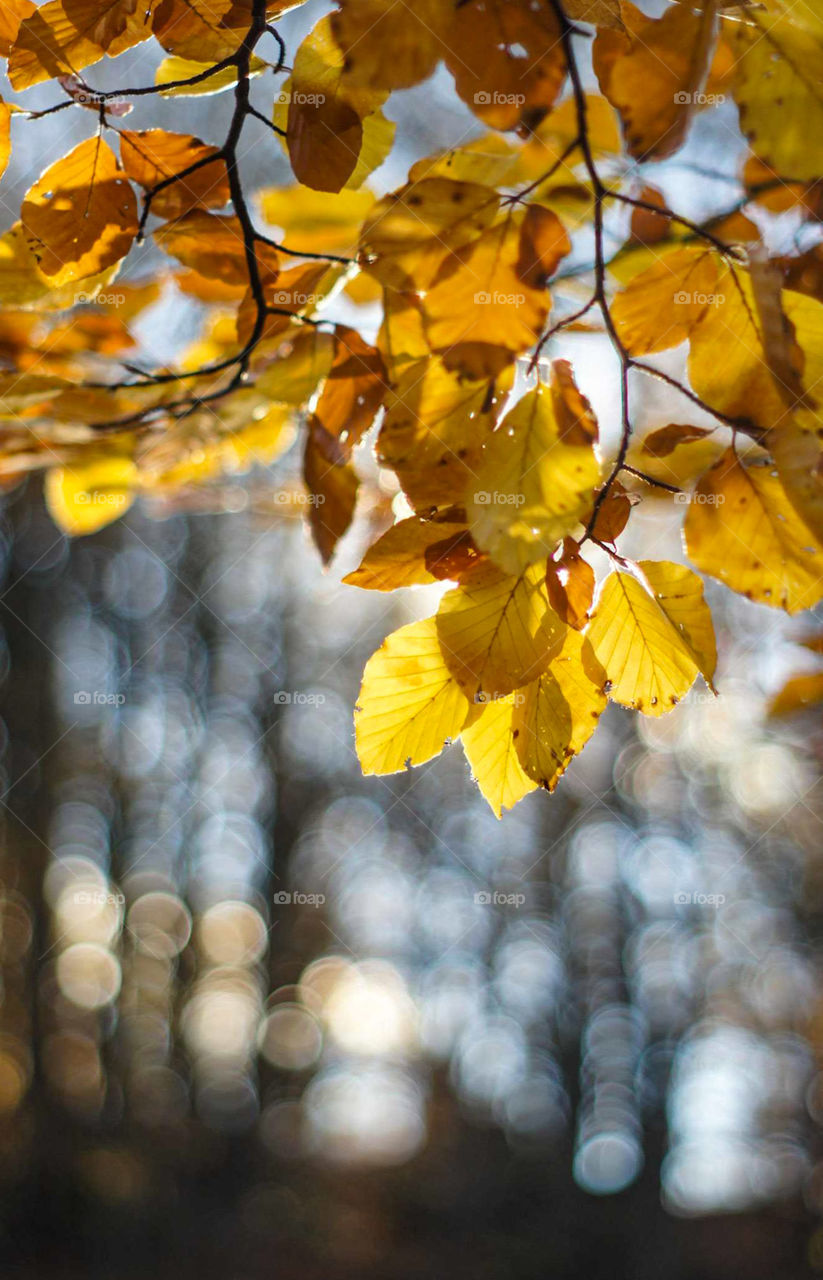 Autumn leaves, Blekinge, Sweden