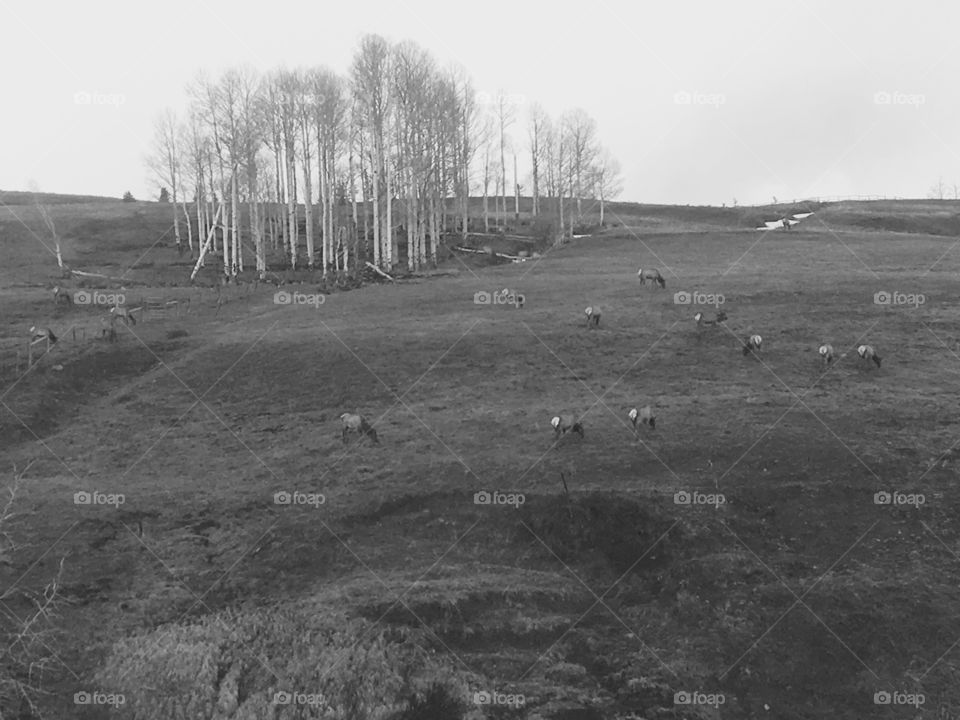 Black n white elk herd