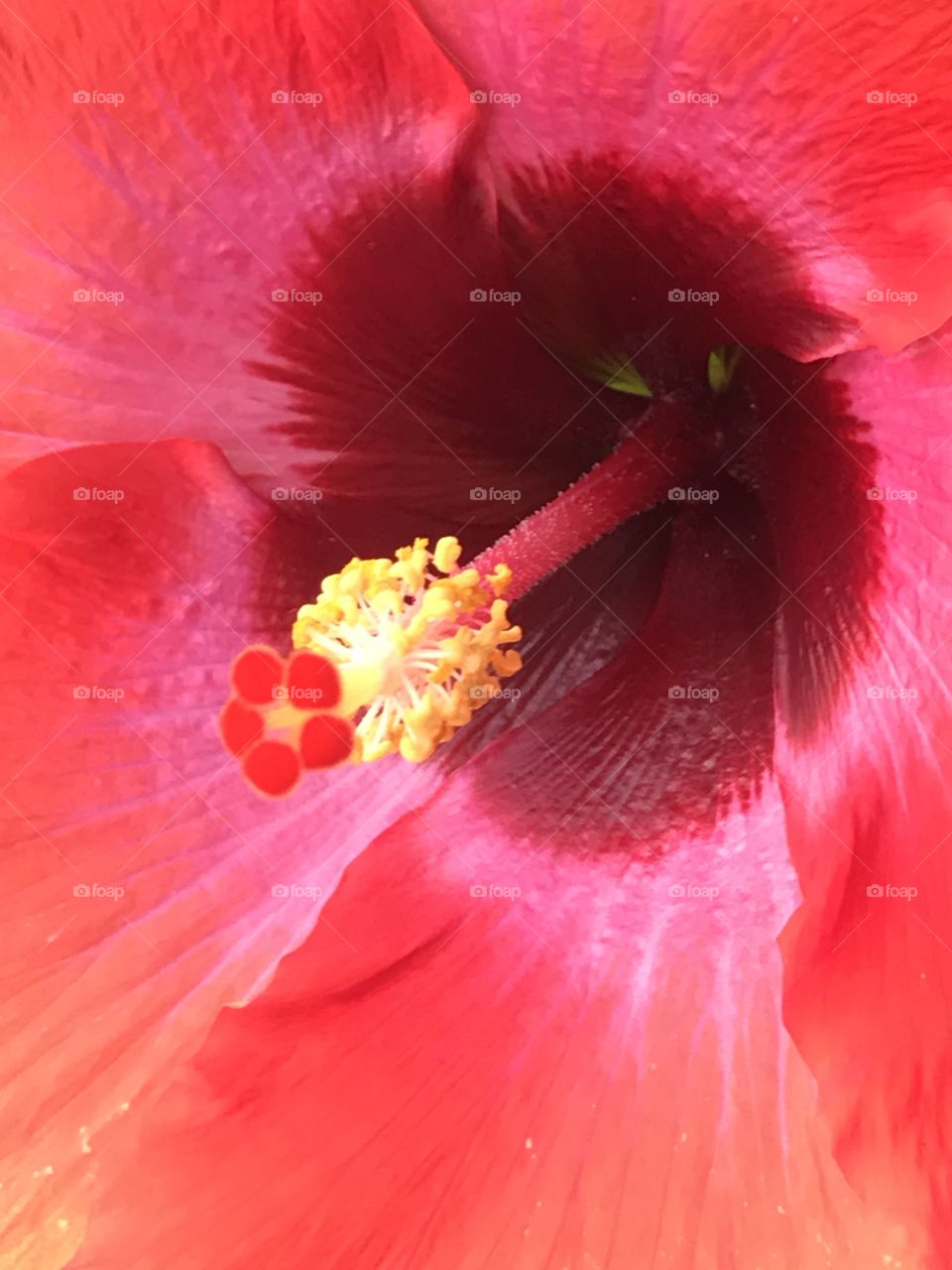Hibiscus 