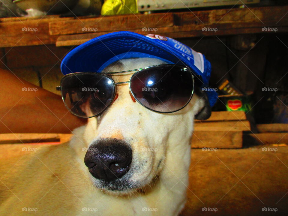 dog on shade and cap