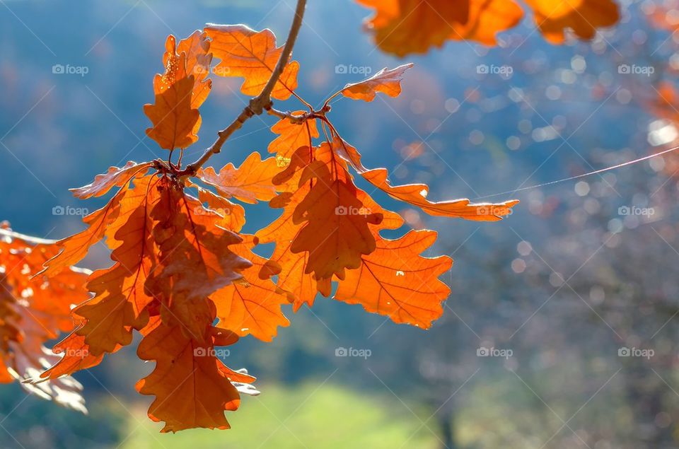 Tree branch with autumn leaves