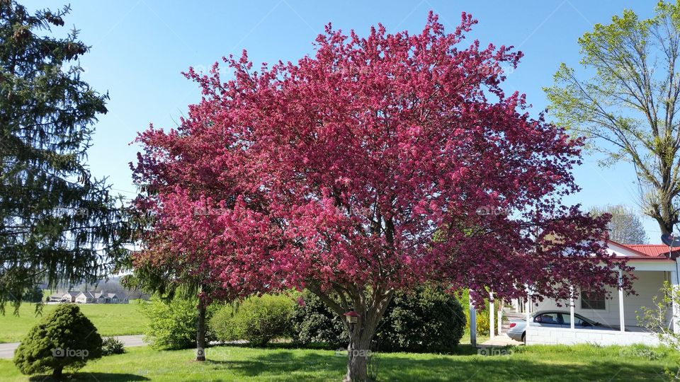 Pink Cherries . My Grandma planted this tree years ago. 