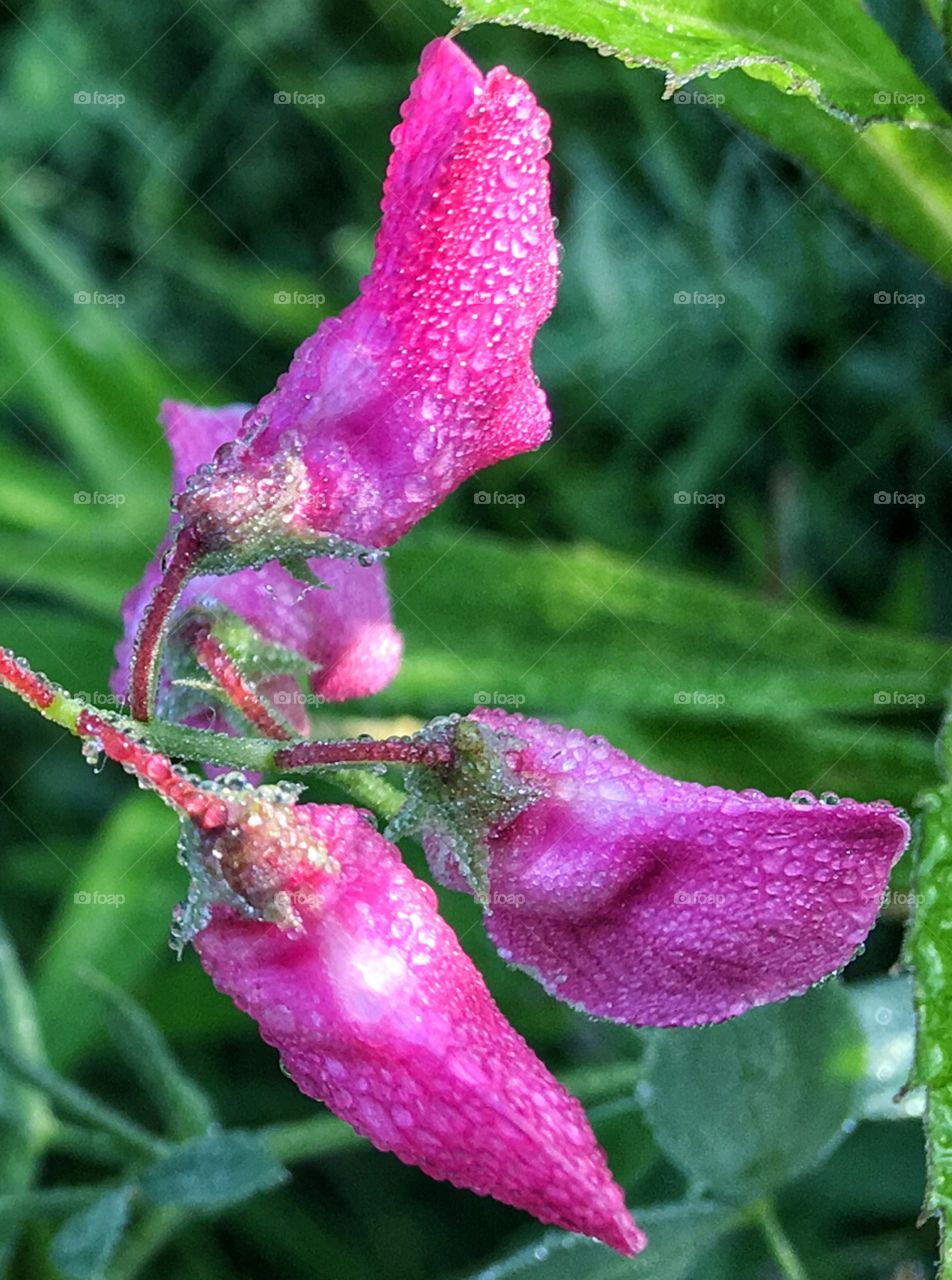 Wild flower with morning dew