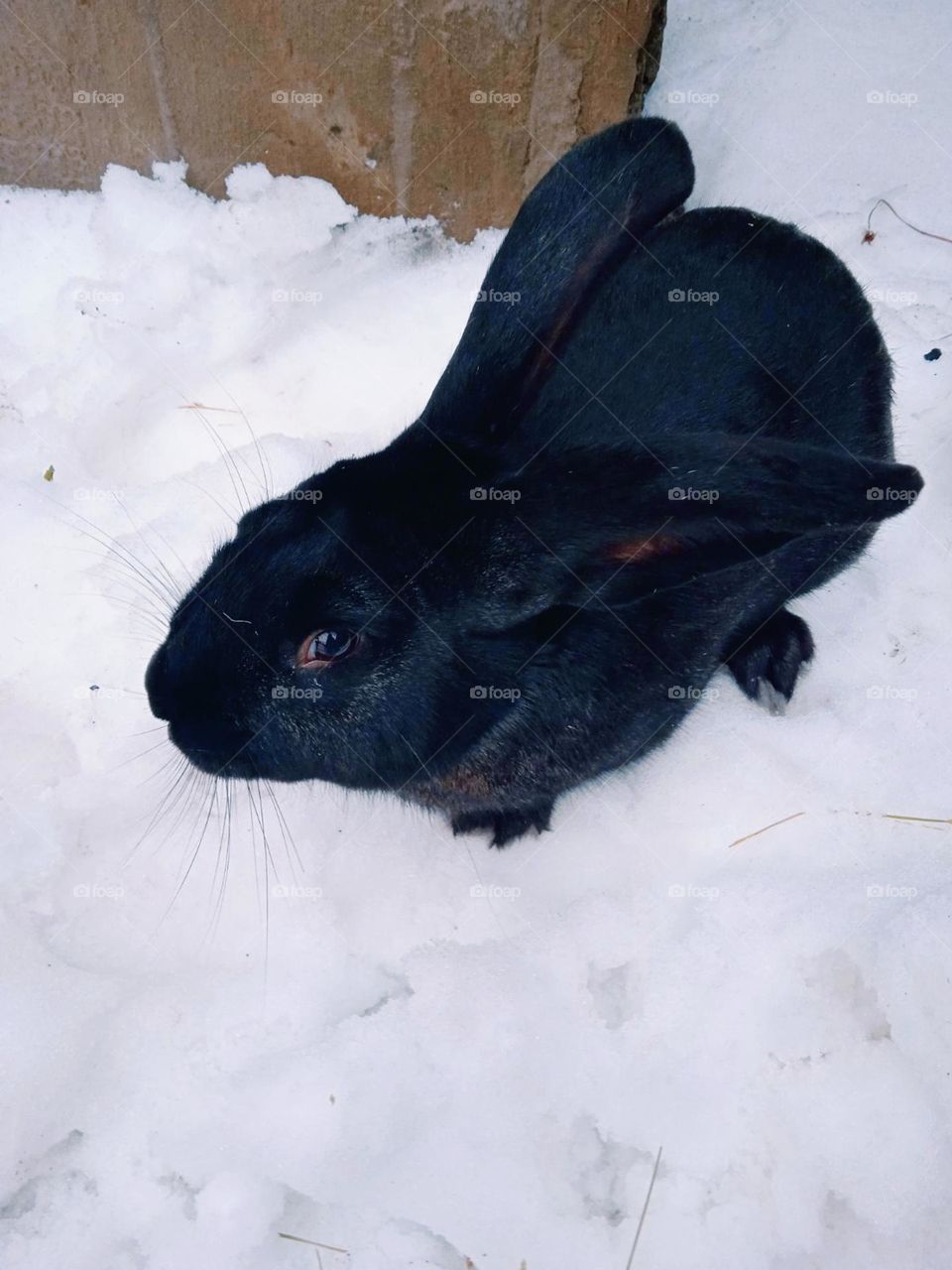 The year of the rabbit