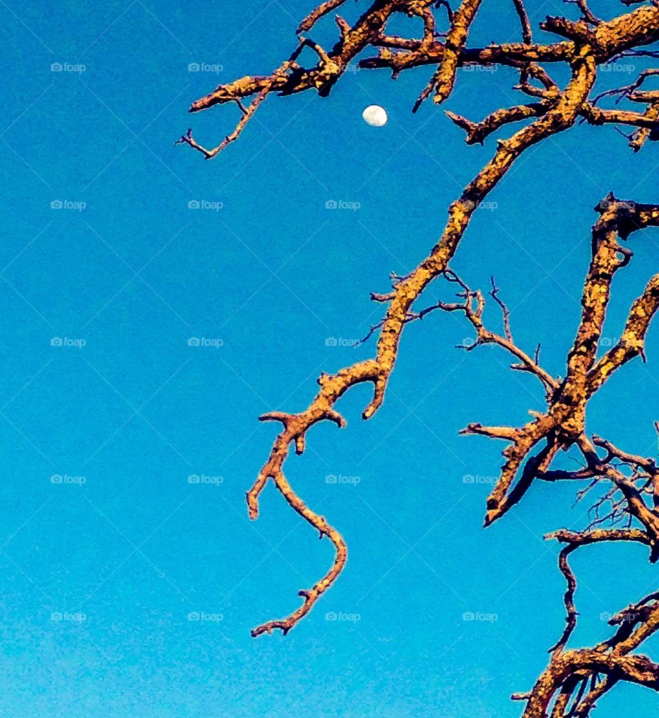 Moon through branches