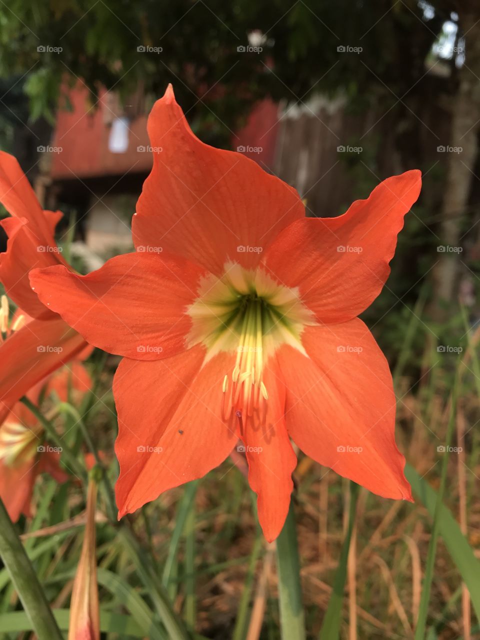 Hippeastrum johnsonii Bury. 