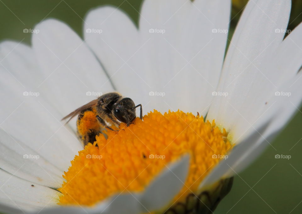 Bee On Flower