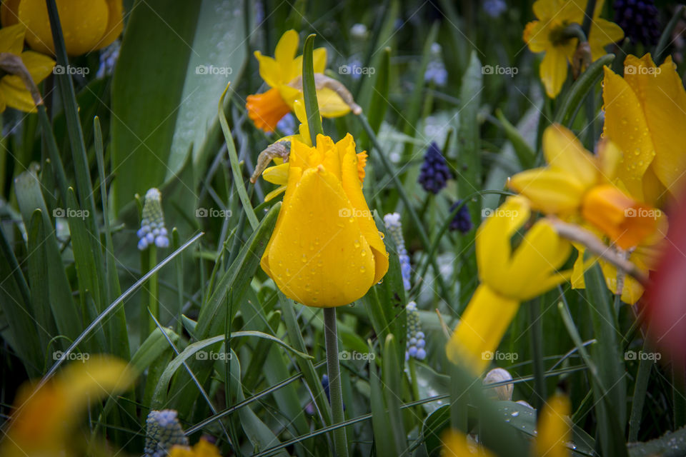 Yellow tulips