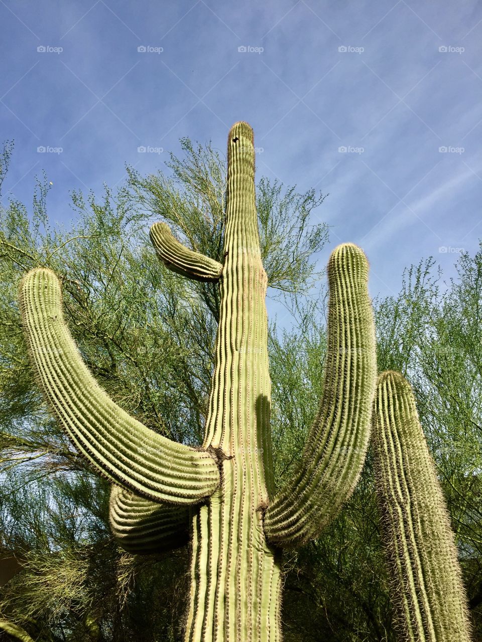 Phoenix Desert Garden