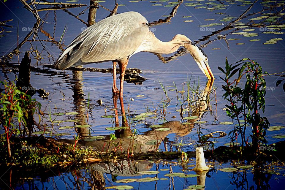 Great Blue Heron