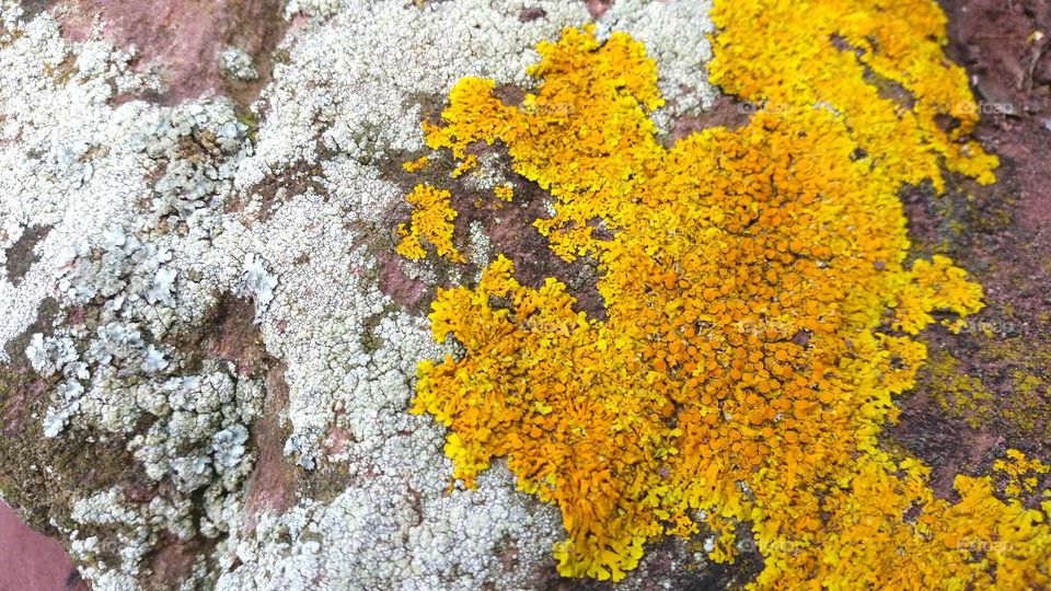 Yellow and White Lichens on Rocks.