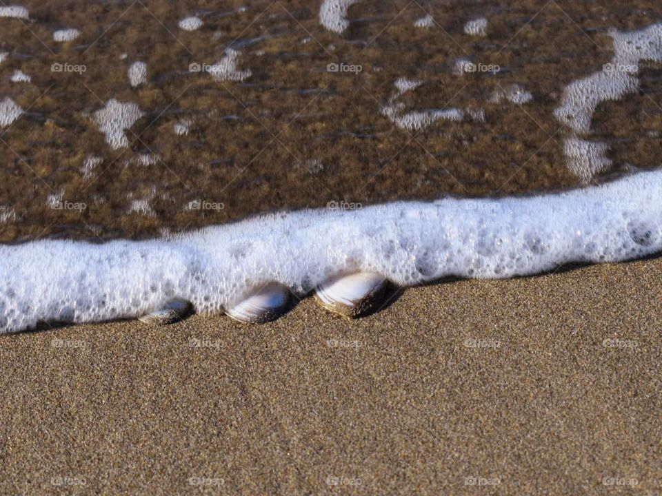 sea shell