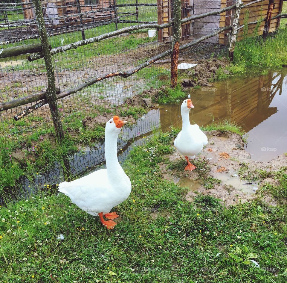 white geese walking on the grass