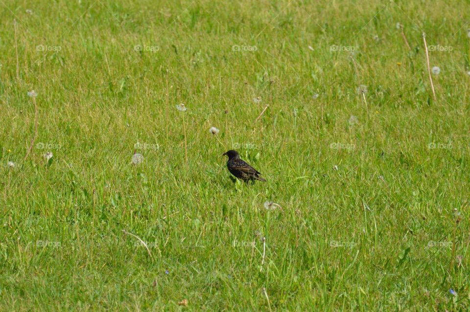 bird on grass