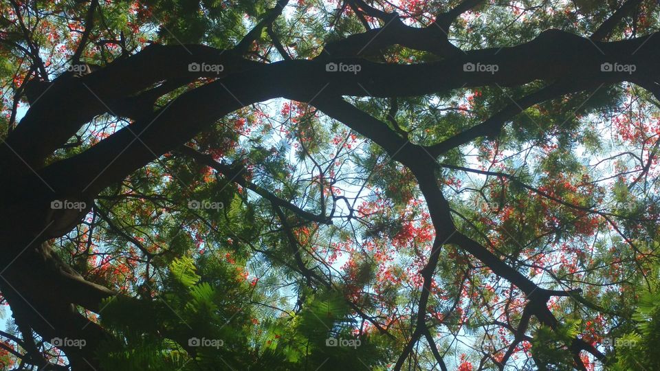 Flamboyant tree