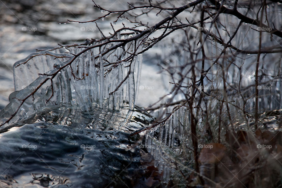Frozen tree branch in winter