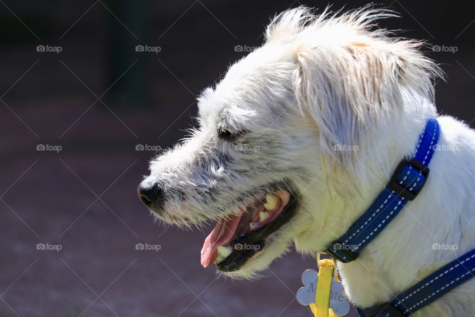 Headshot profile small white dog with collar panting