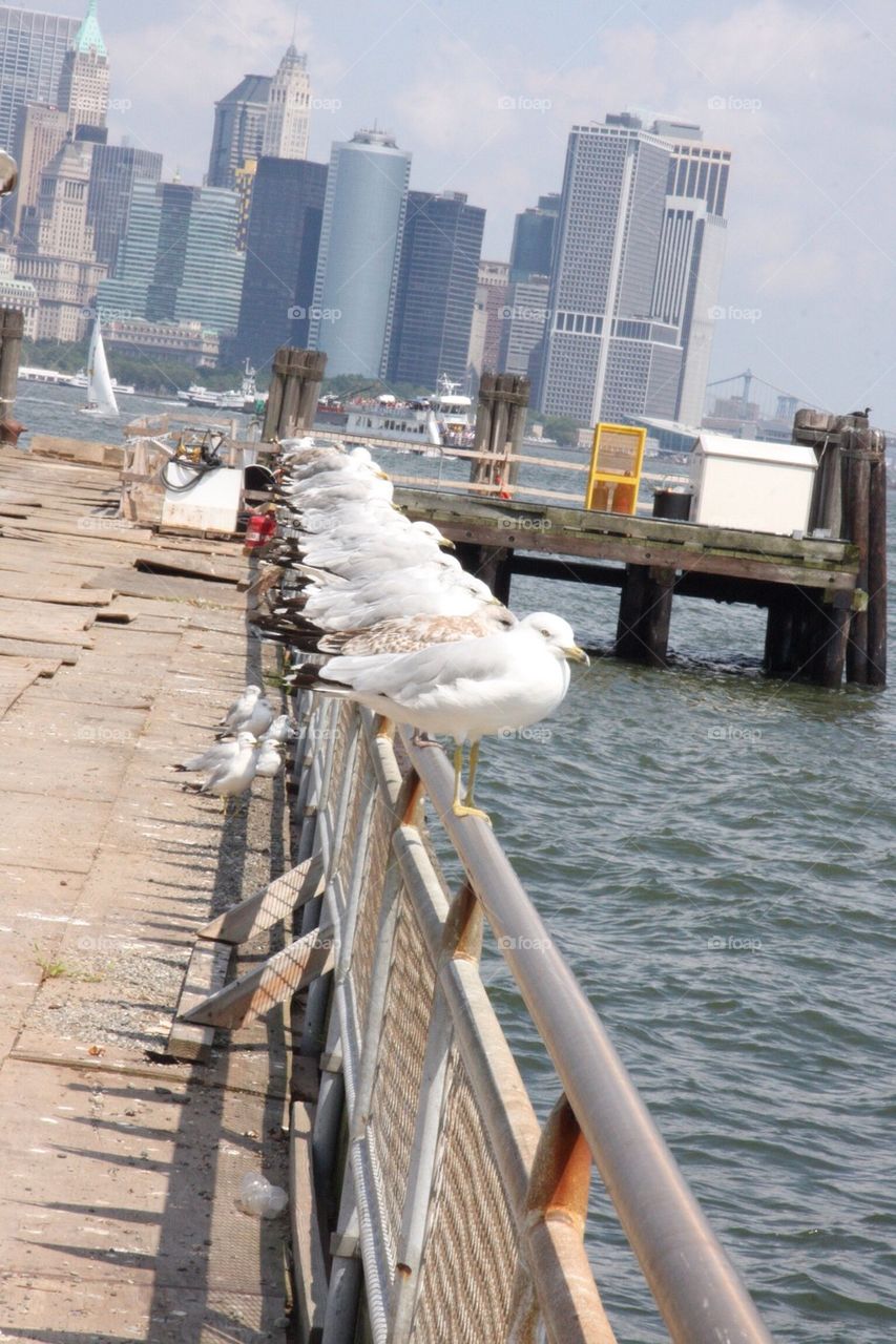 Sea gulls of NYC