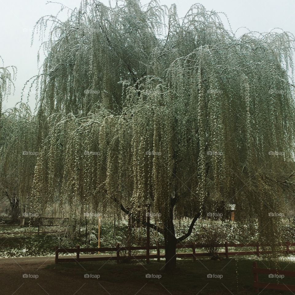Weeping willow with a dusting of snow.