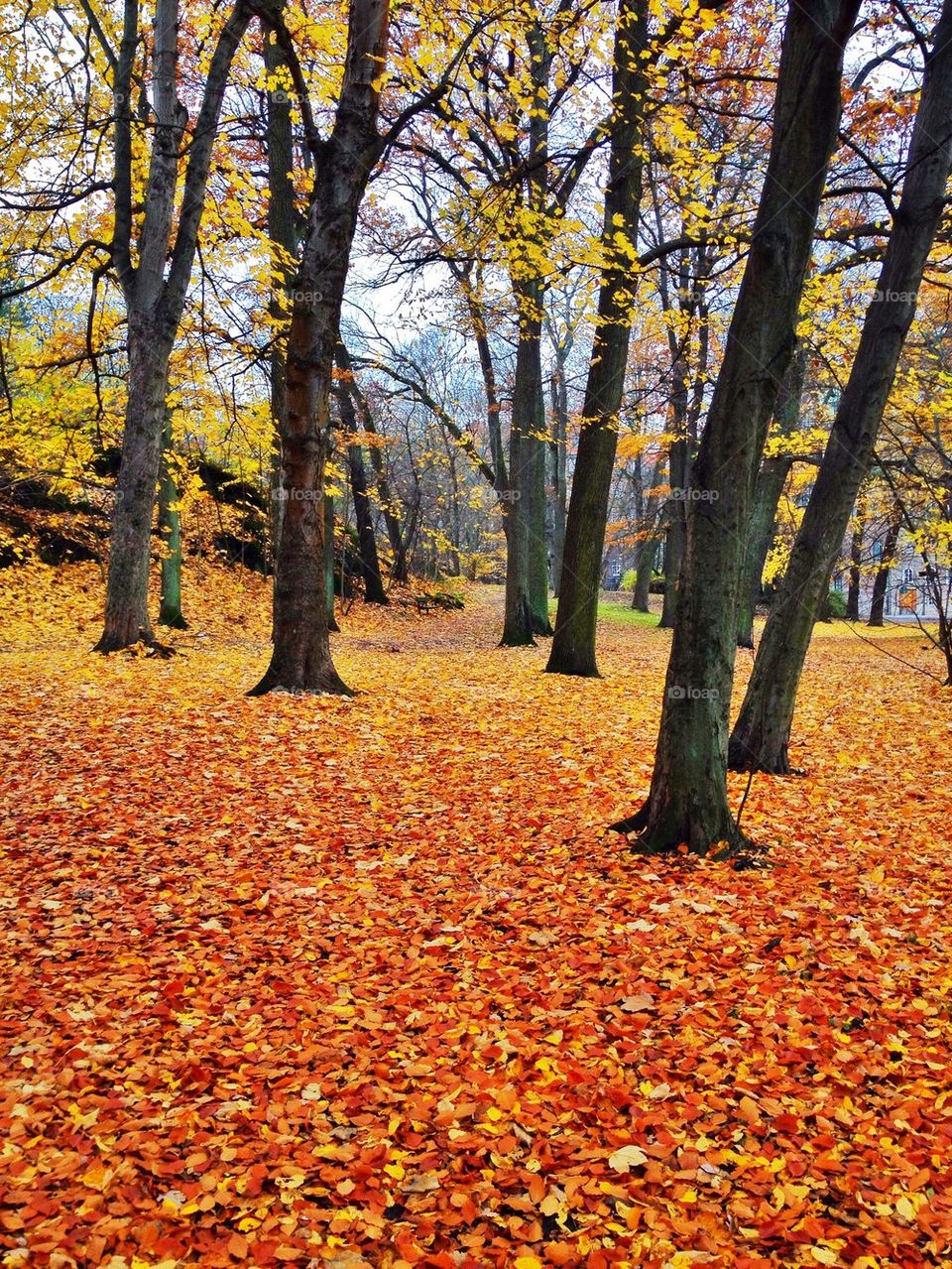 Autumn Leafs