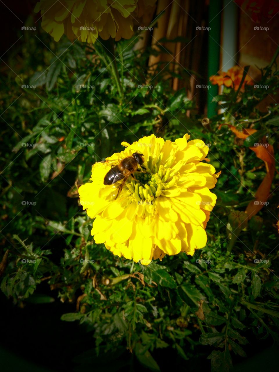 bee on marigold