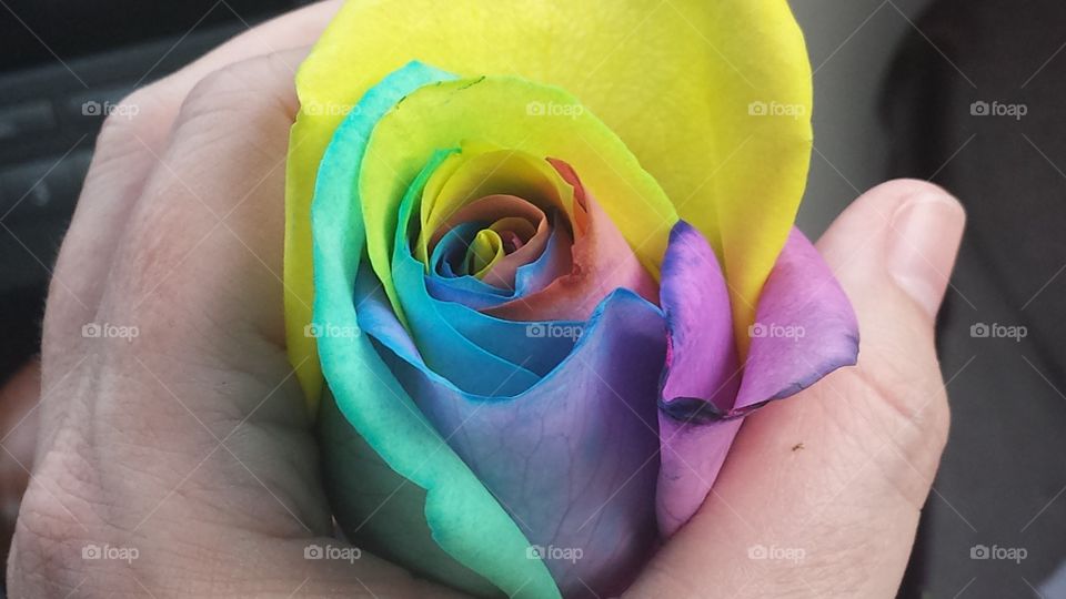 Rainbow Rose. Beautiful colors on a fragrant rose
