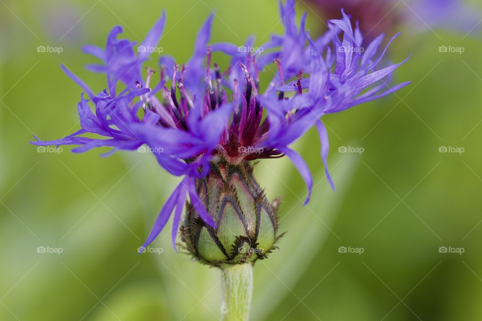 Violet Cornflower