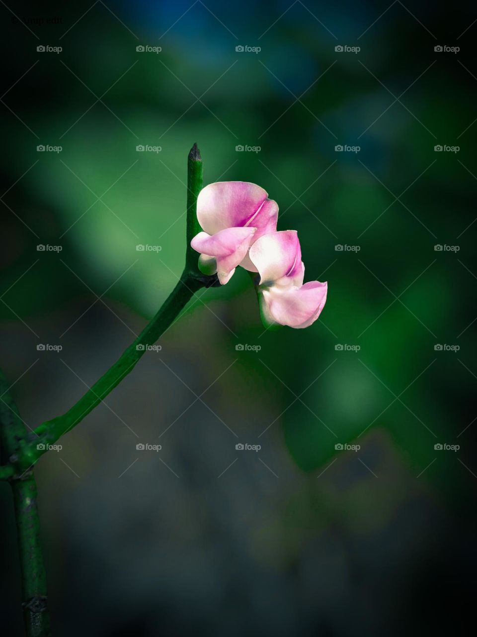 Flower in blurry background