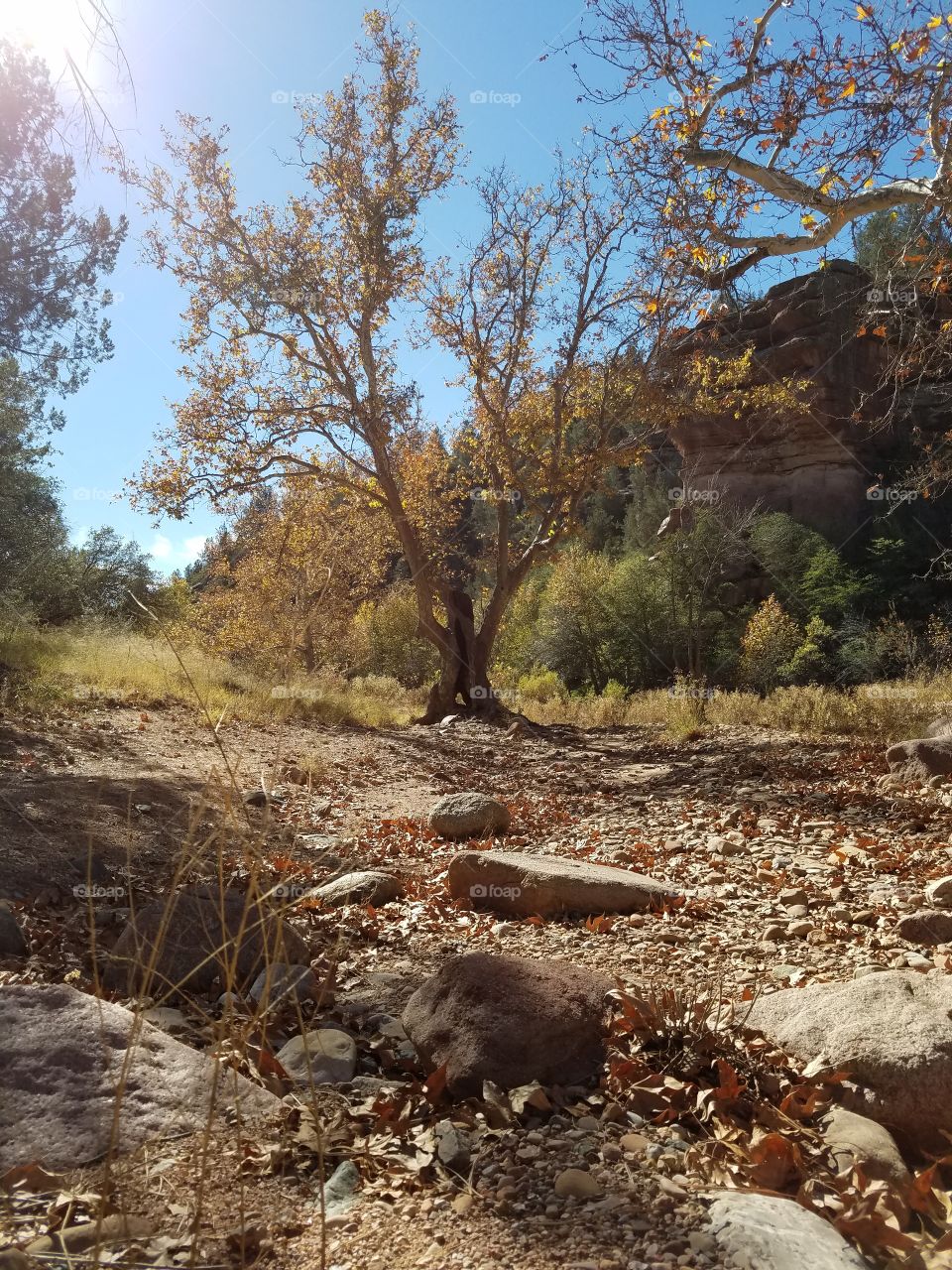 Fall leaves at Verde Creek