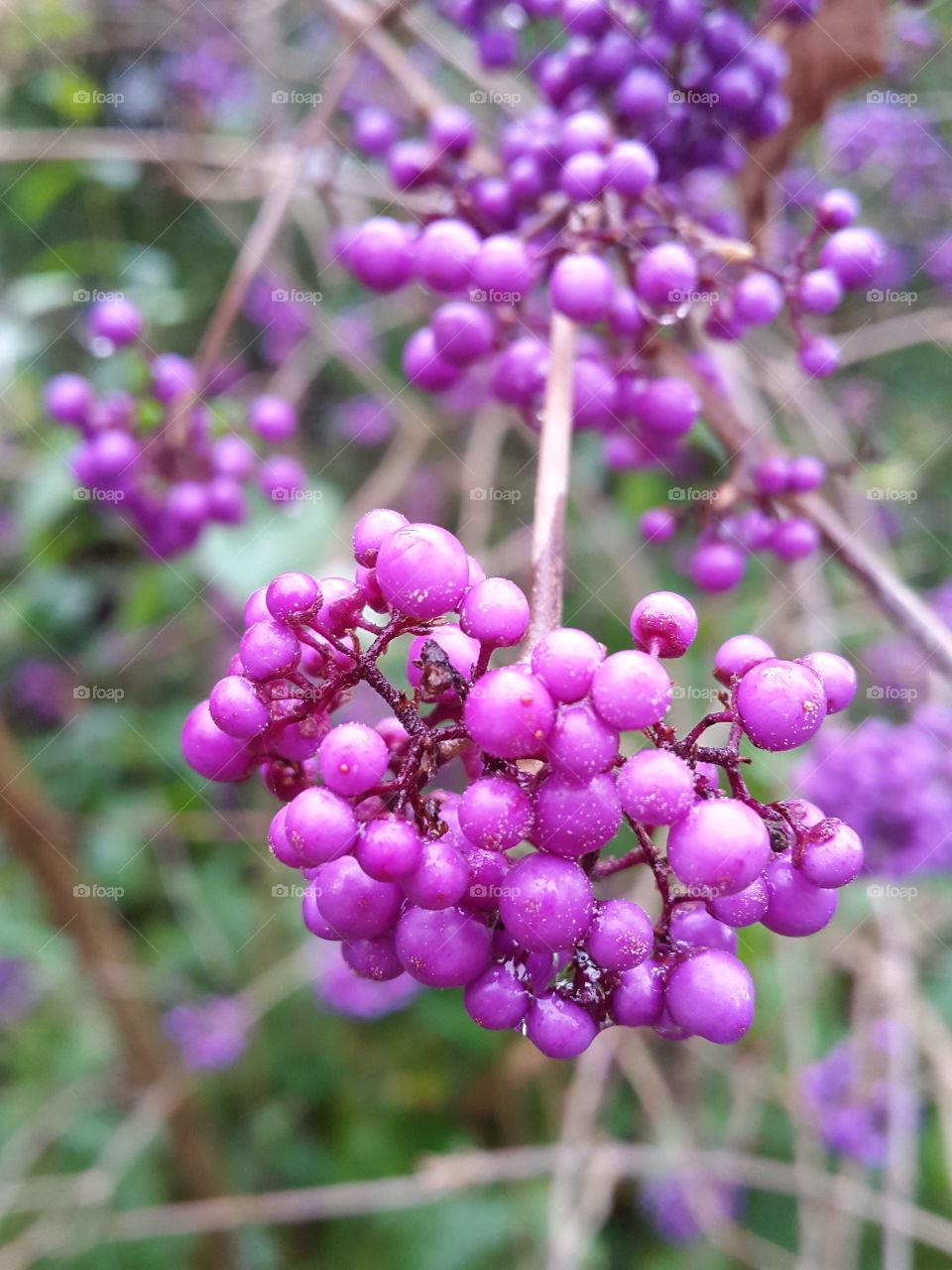 brightly coloured bunches of berries  in the autumn