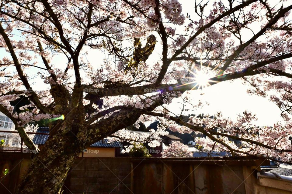 Sakura sunshine