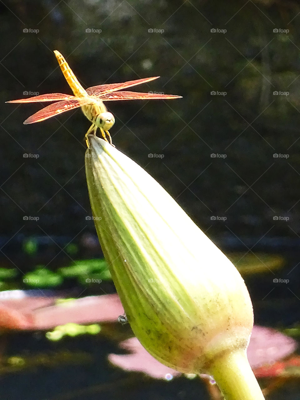 Dragonfly. Time to rest after a hard day flying