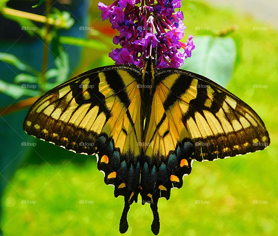 Eastern Tiger Swallowtail Butterfly - photographed these beautiful beautiful butterflies in my butterfly garden