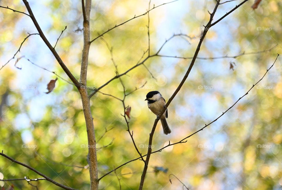 Sweet little chickadee perched on a tree branch