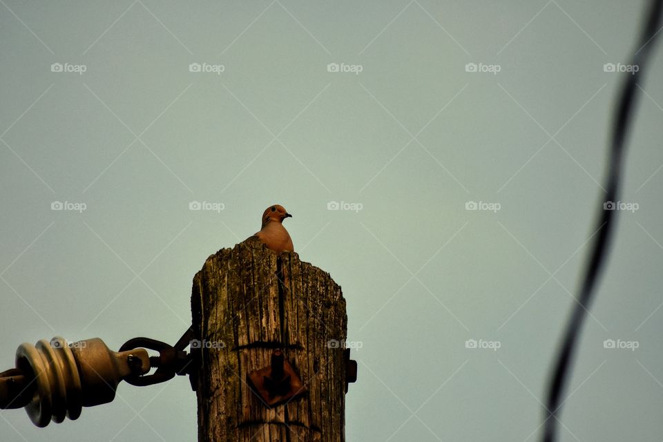 Pigeon perched on top of telephone pole on an overcast day