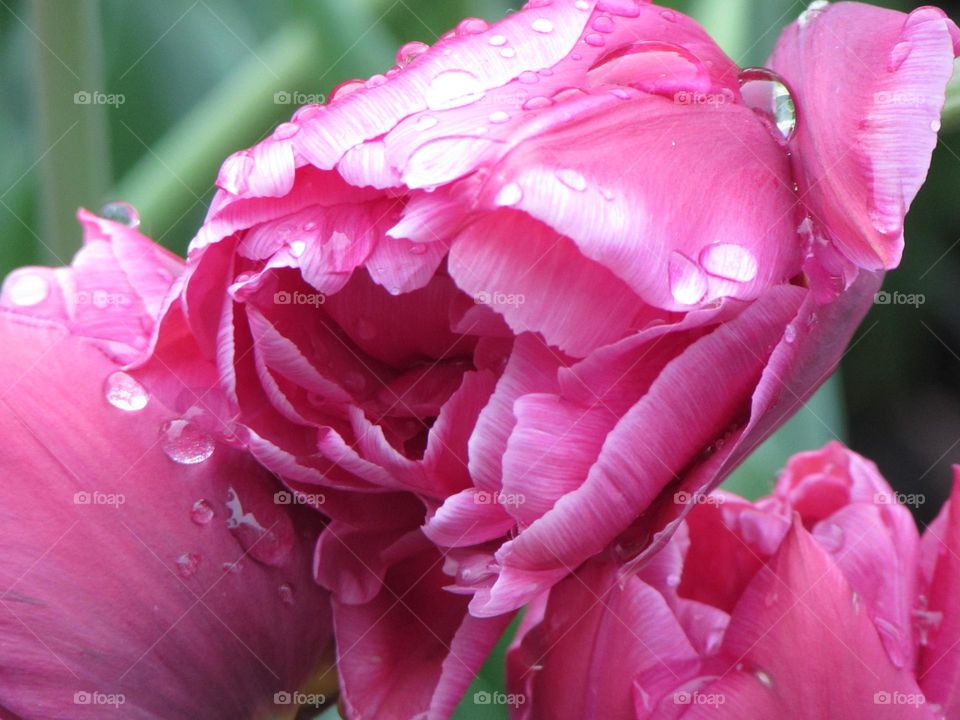 Tulips after the rain