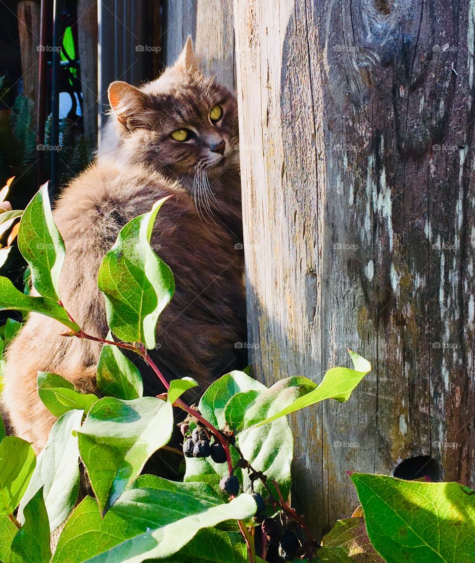 Grey cat and greenery
