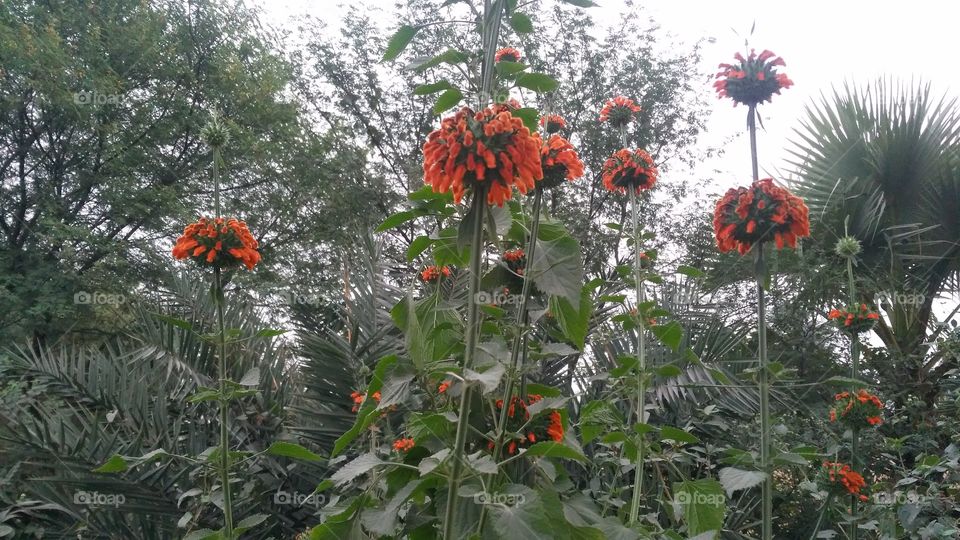 A beautiful flowers in the wild.