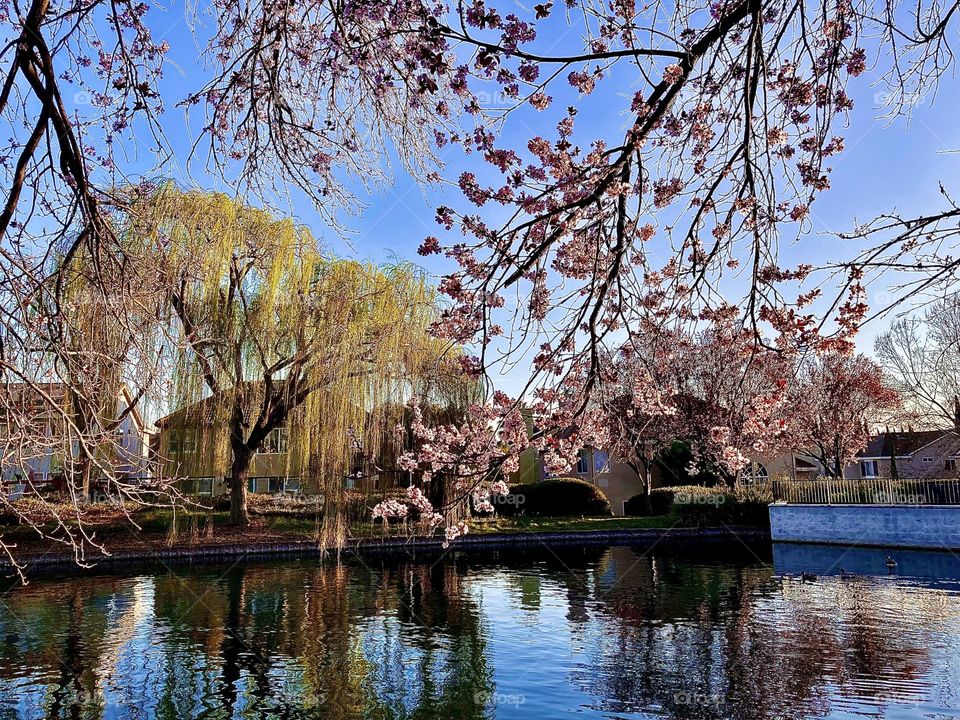 Springtime blossoms and leaves at the pond