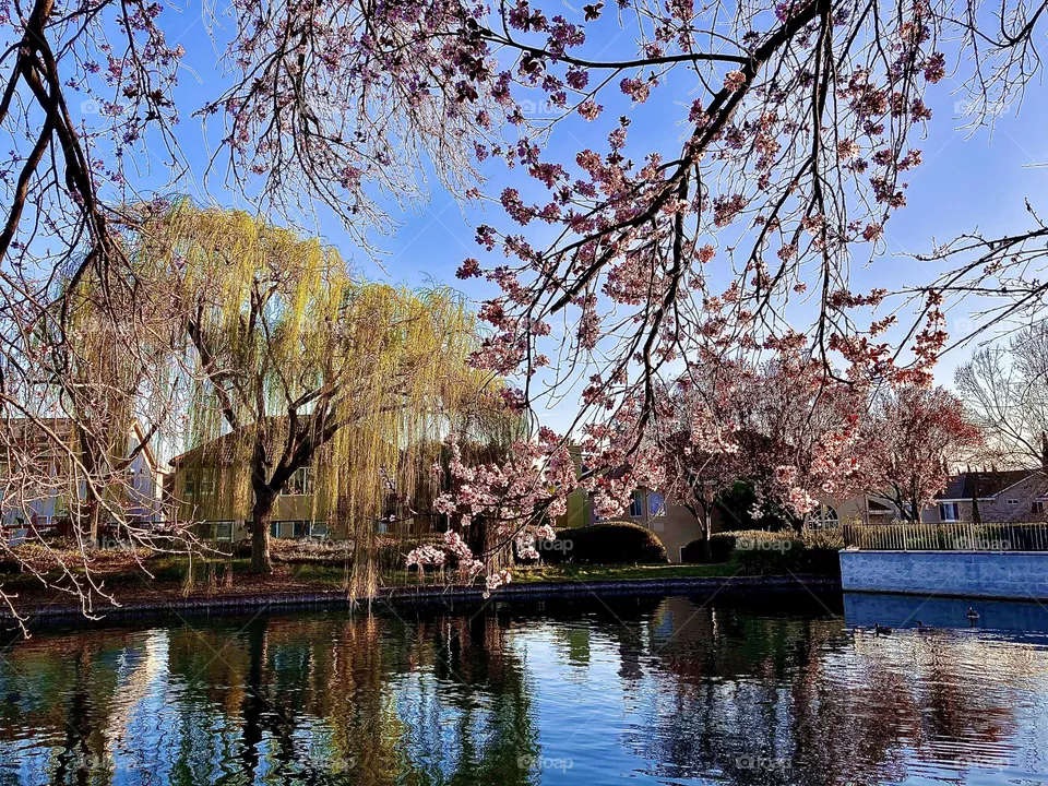 Springtime blossoms and leaves at the pond