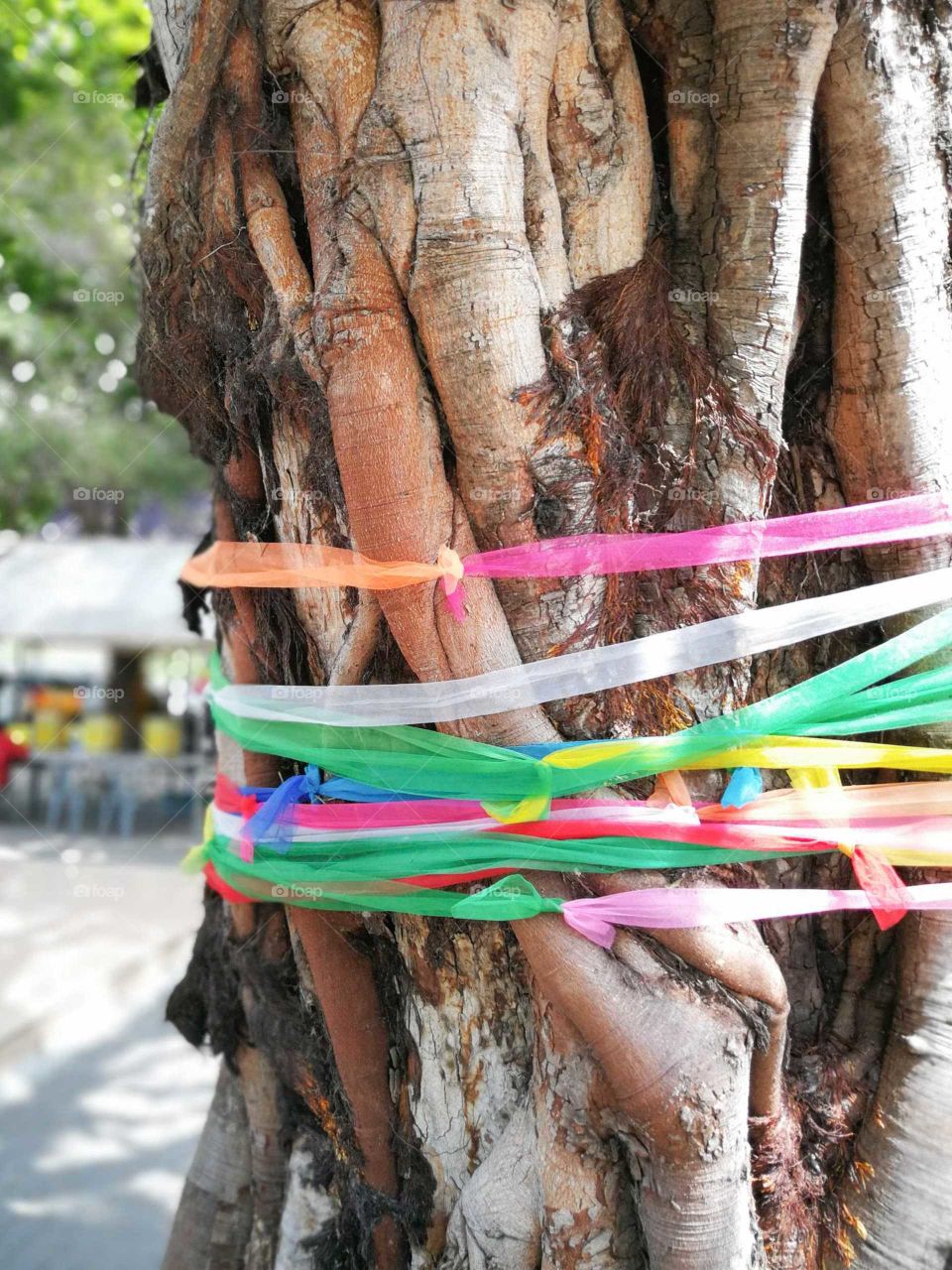 banyan tree tied with colourful silks