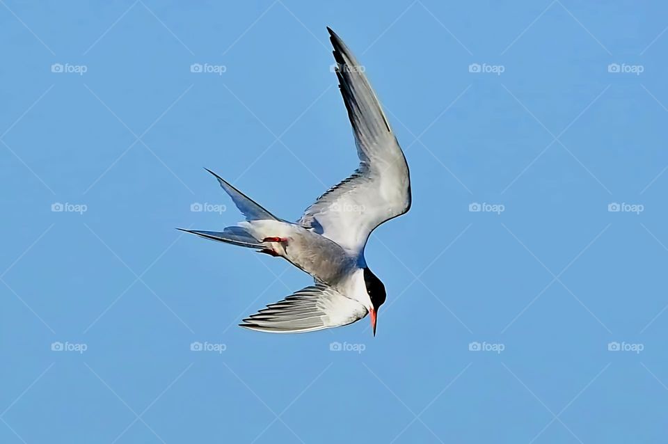 Close up on a Common Tern in full flight over Suscinio's castle pond under a blue sky